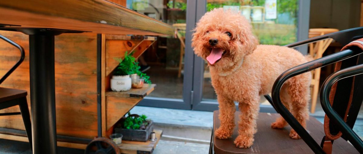 Perro sobre la silla de una terraza