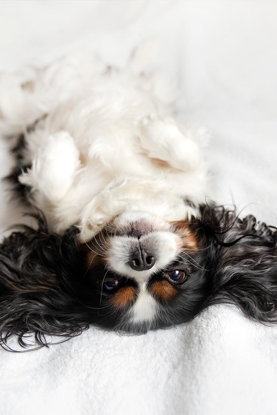 Un perro en una habitación de Tótem Madrid